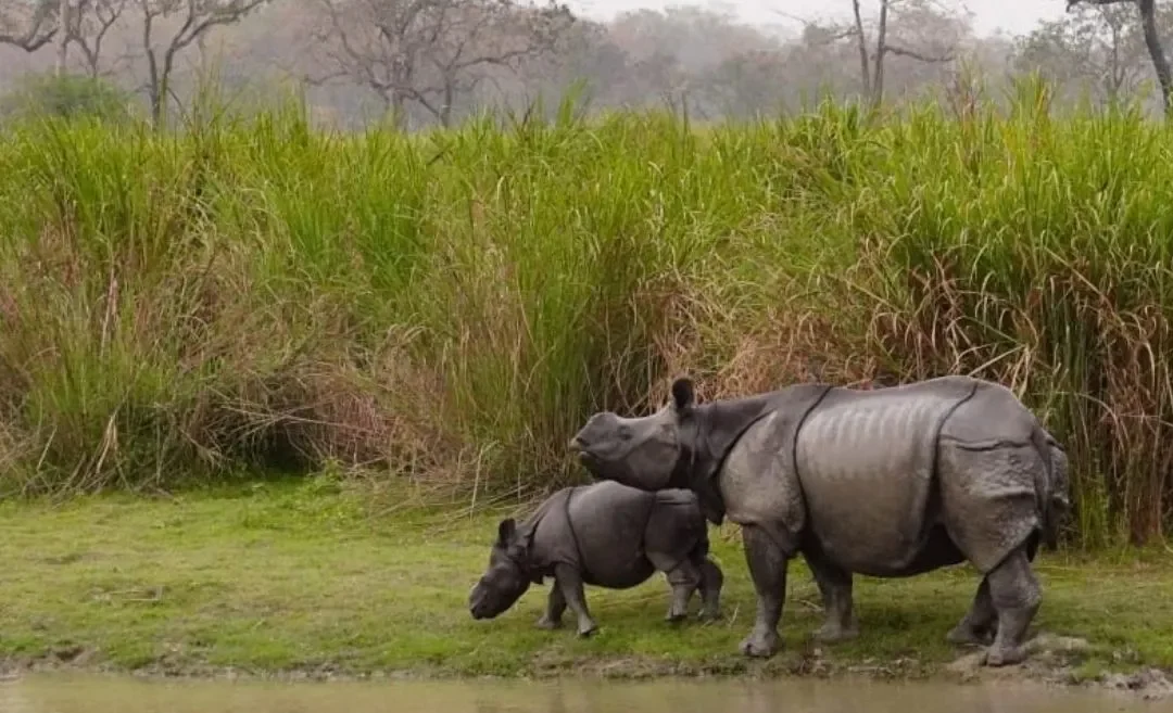 9 Largest National Parks in India: How to Get There & Trip Recommendations