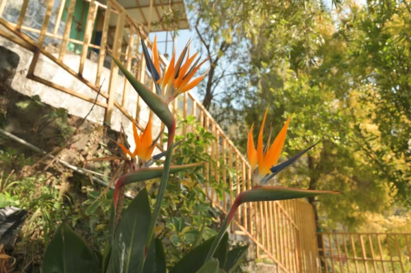 Mussoorie Orchard Cottage - Image 4