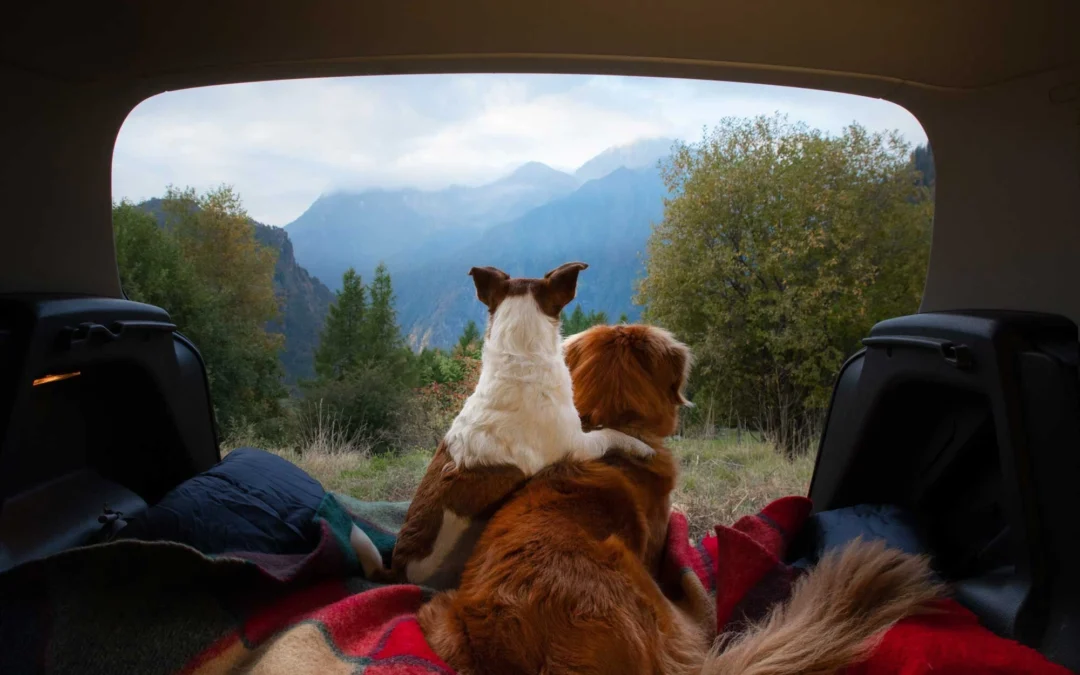 Pet-Friendly Jaadooghar Stays in North India: Travel Where Tails Wag Too
