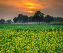 Rupnagar