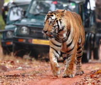 Jim Corbett