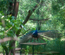 Sariska