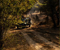 Ranthambore